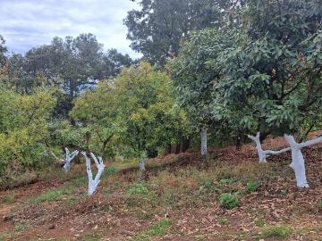 Huerta de aguacate en Pareo Michoacan