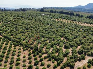 Huerta de Aguacate Productiva en Venta – Zirahuen, Michoacán