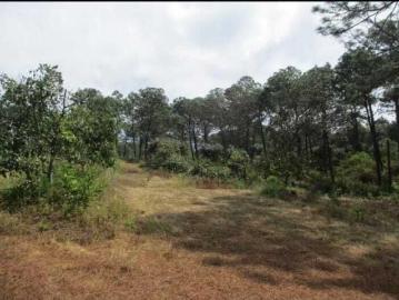 Huerta de aguacates cabana en Periban Michoacan
