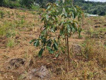 Huerta de Aguacates en Venta, Zacapu, Michoacán