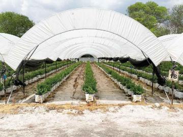 HUERTA DE ARANDANOS EN VENTA EN TZINTZUNTZAN, MICHOACAN