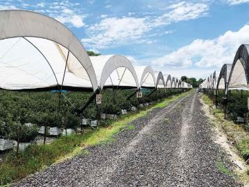 HUERTA DE ARANDANOS EN VENTA EN TZINTZUNTZAN, MICHOACAN