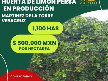 Huerta en producción de limón persa