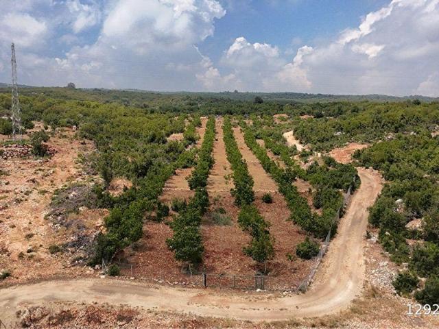 HÜSAMETLİ MAH. 6.185M2 SATILIK CEVİZ BAHÇESİ