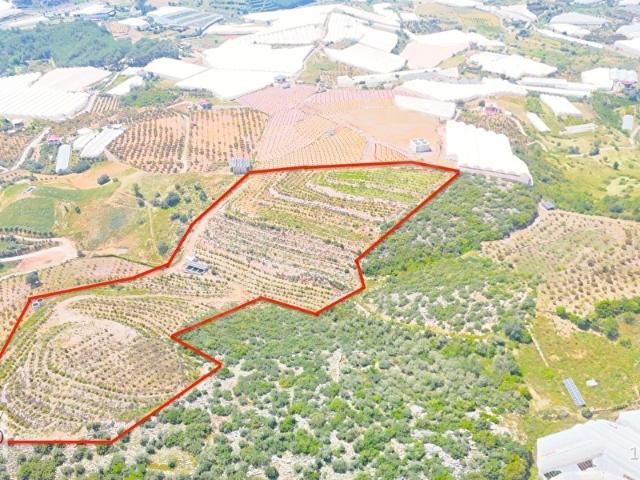 İmamlıda D400e 900 m Zeytin Avokado Lime Bahçesi