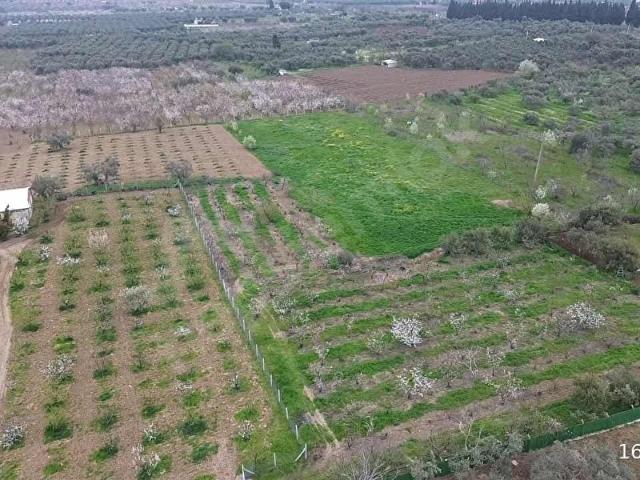 İmara Yakın Konumda 6 Dönüm Müstakil Tapulu Bağ Kaçmaz Fırsat