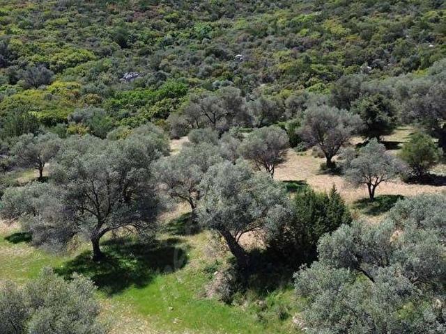 İnecikte Deniz Manzaralı Satılık Zeytinlik