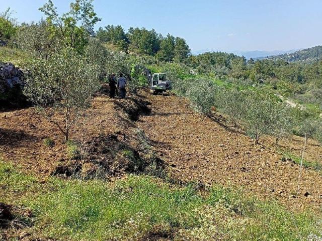 içinde 140 adet zeytin ağacı bulunan tarla satılık