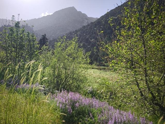 İSMAİL YILDIRIM EMLAK'TAN TEKİR ARDIÇSUYU YAKININDA 947 M2 TARLA