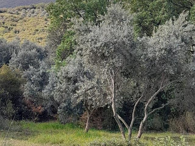 KW ALLES GAYRİMENKULDEN İZMİR ÖDEMİŞTE SATILIK ZEYTİNLİK
