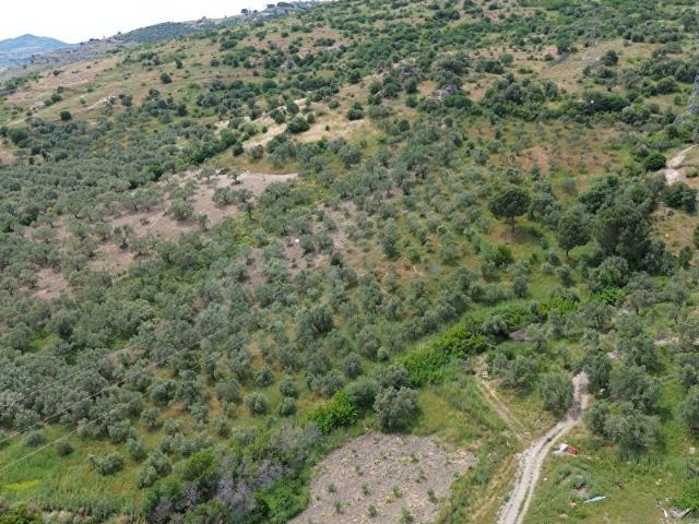 İZMİR BERGAMA KURTULUŞ MAHALLESİNDE SATILIK 7.000 M2 ZEYTİNLİK