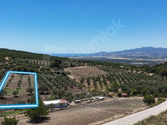 İZMİR BERGAMA ZEYTİNDAĞ'DA 2988 M2 SATILIK MÜSTAKİL TARLA