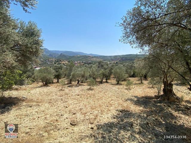 İZMİR BORNOVA GÖKDERE MAHALLESİ'NDE SATILIK 8.765 m VERİMLİ ZEYTİNLİK
