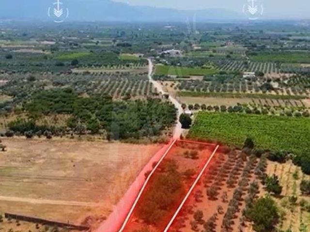 İZMİR KEMALPAŞA ARMUTLUDA SATILIK TEK TAPU BAHÇE.