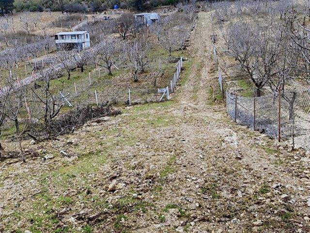 İZMİR KEMALPAŞA DAMLACIK ACİL SATILIK 320 m2 BAHÇE