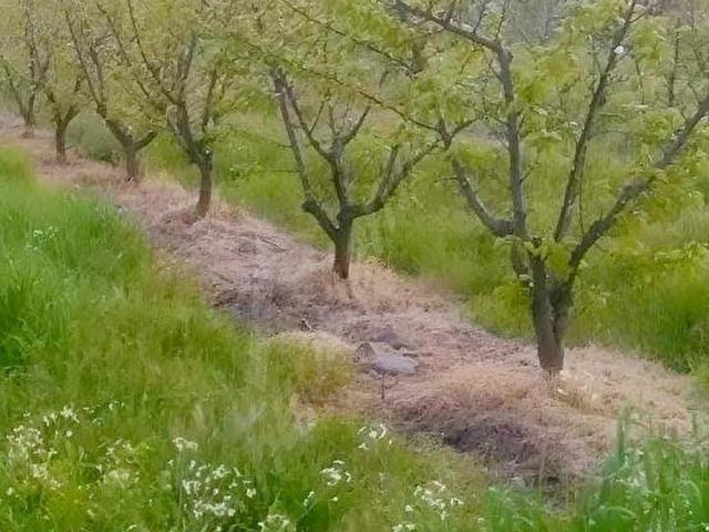 İZMİR KEMALPAŞA ÖREN 75.YIL CUMHURİYET SATILIK 3058 m2 BAHÇE