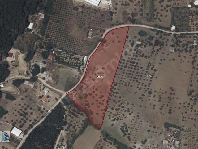 İZMİR KEMALPAŞA'DA 14 DÖNÜM 14.775 m SATILIK TARLA