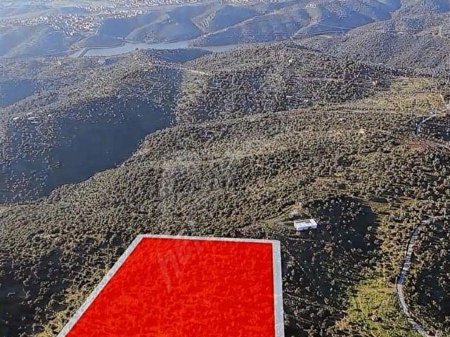 İZMİR SEFERİHİSAR ULAMIŞ MAHALLESİNDE 19.542m SATILIK ZEYTİNLİK