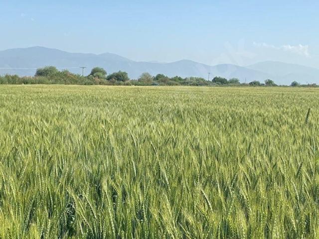 İZMİR TİRE MAHMUTLAR MAHALLESİ SATILIK TARLA 1303