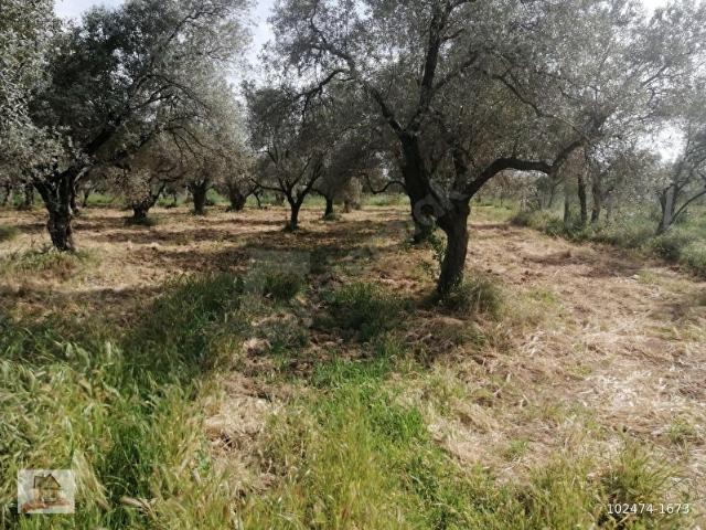 İZMİR TORBALI GOLD EMLAKTAN SATILIK HARİKA ZEYTİNLİK