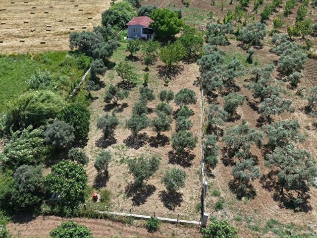 İZMİR TORBALI DAĞKIZILCA KARAÇAM MEVKİİNDE SATILIK ZEYTİNLİK VE