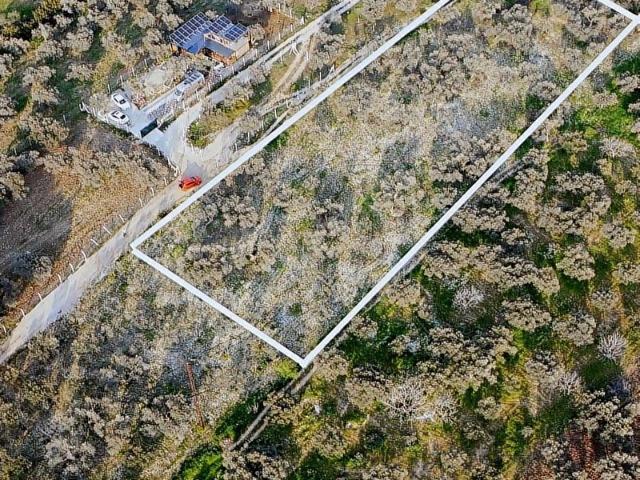 İZMİR TORBALI SAİPLERDE SATILIK 5.292 m ZEYTİNLİK ARSA