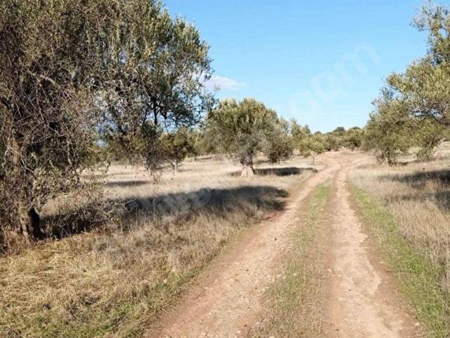 İZMİR'İN GÖZDE BÖLGESİ BERGAMA'DA SATILIK ZEYTİNLİK