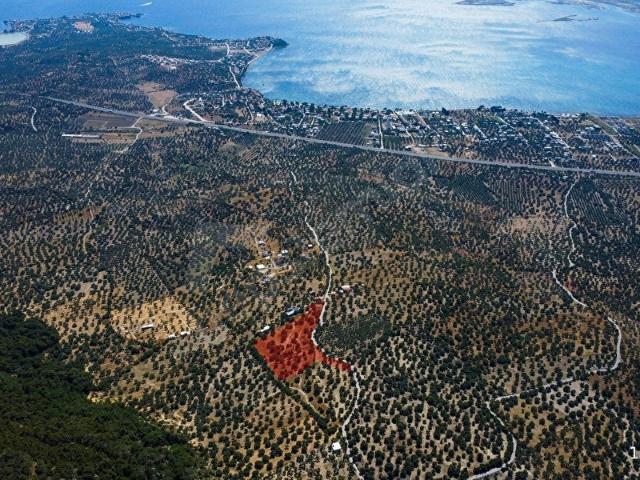 İzmir Aliağa Aşağışakran'da Satılık Deniz Manzaralı Zeytinlik