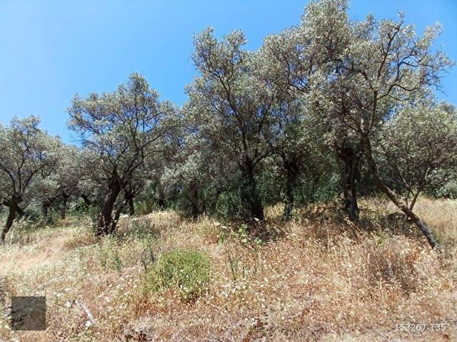 İzmir Bayındır Kızıloba Köyünde 627 m2 Satılık Zeytinlik