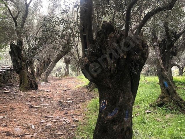 İzmir Bayındır satılık zeytinlik