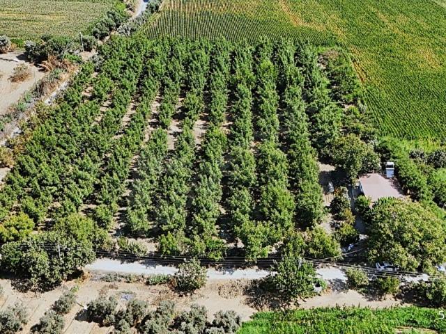 İzmir Bayındır'da Satılık 9.627m2 Ceviz Bahçesi ve Ev
