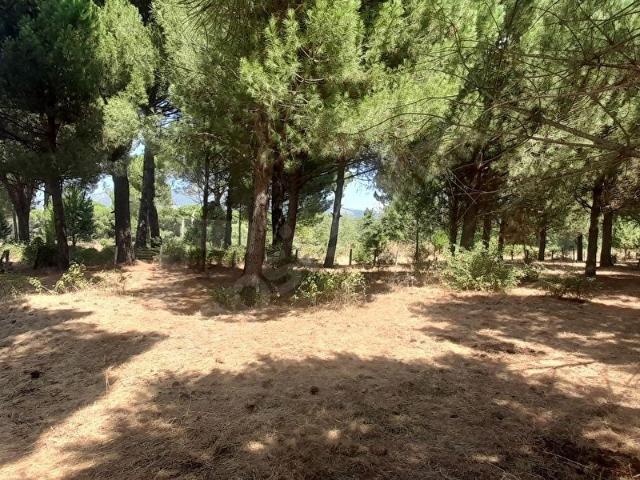 İzmir Bergama Kozak Göbeller Tarım İmarlı Tarla Satılık