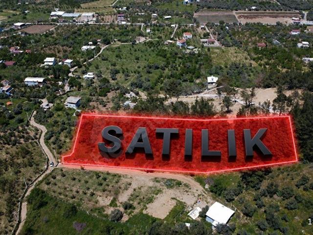 İzmir Kemalpaşa Armutluda 6000 m Zeytinli Bağ Yola Cepheli S