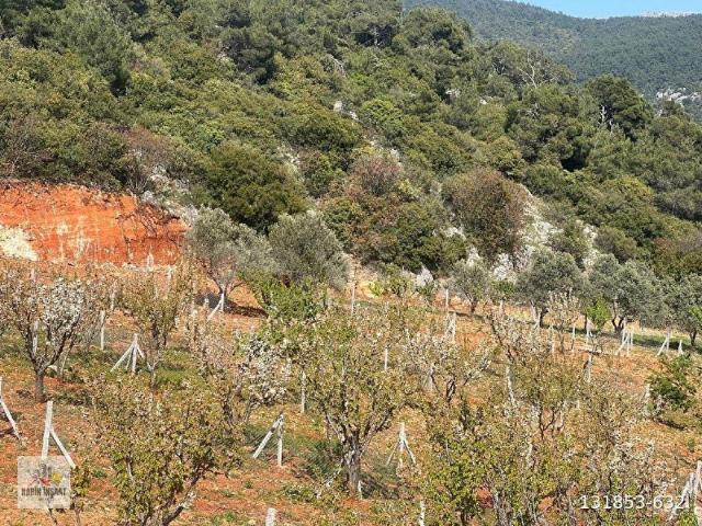 İzmir Kemalpaşa damlacıkta 35 vadi evleri kooperatif hissesi