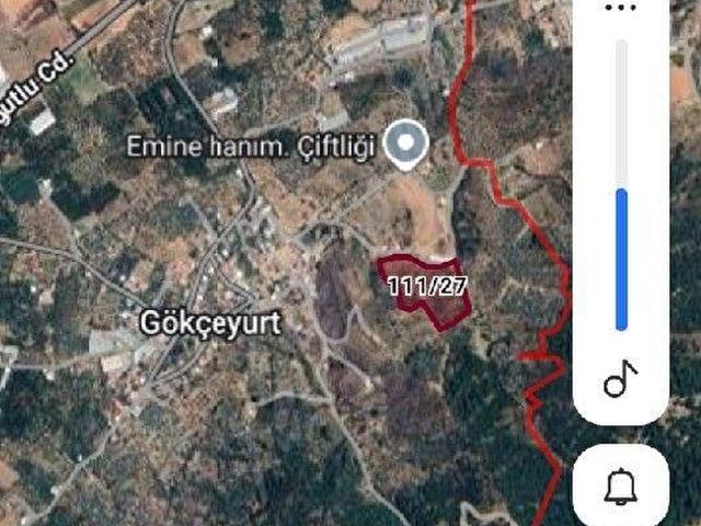 İzmir Kemalpaşa Gökçeyurt köyünde zeytinlik