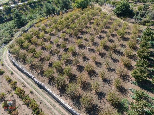 İzmir Kemalpaşa Kamberler Köyünde Satılık Kiraz Bahçesi