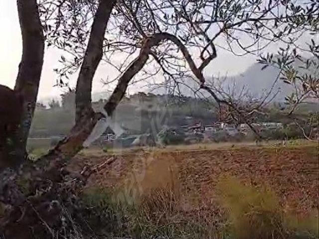 İzmir,Kemalpaşa,Vişneli, 7 dnm, Zeytinli hisse tapu tarla,yola yakın,düz,köye 3 dk yakın