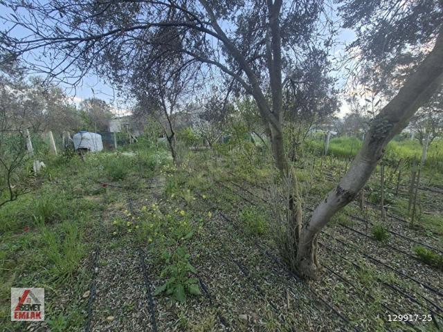 İzmir Menderes Değirmendere 250 m2 Hobi Bahçesi