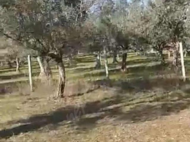 İzmir Torbalı Çapak da Satlık Tarla ve Zeytinlik