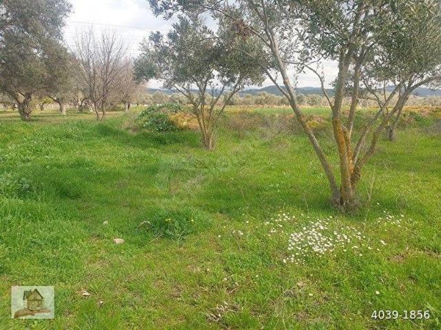 İzmir Torbalı Arslanlar Satılık Tarla