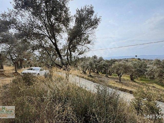 İzmir Torbalı Dirmil de 695m2 tek tapu zeytinlik satılık