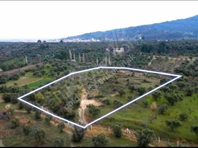İzmirim Gayrimenkul'den Satılık Müstakil Tapulu Zeytinlik