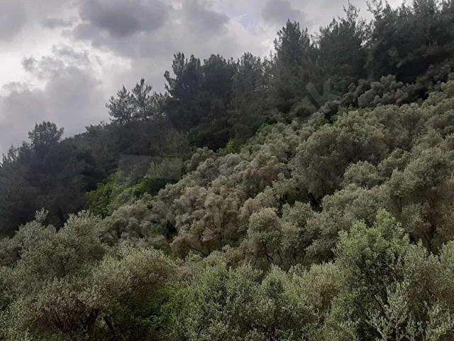 İzmirim Gayrimenkulden Satılık Müstakil Tapulu Zeytinlik