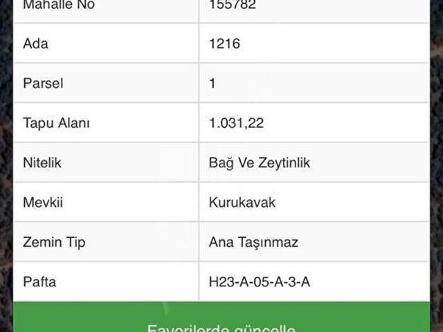 İZNİK ELBEYLİDE SATILIK ZEYTİNLİK