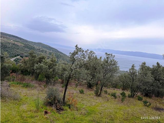 İZNİK GÖLE YAKIN 3.440m2 MANZARALI AĞAÇLARI OLAN SATILIK ARSA