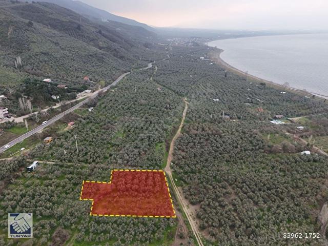 İZNİK GÖLÜ KENARINDA SATILIK 1353 m BAKIMLI ZEYTİNLİK