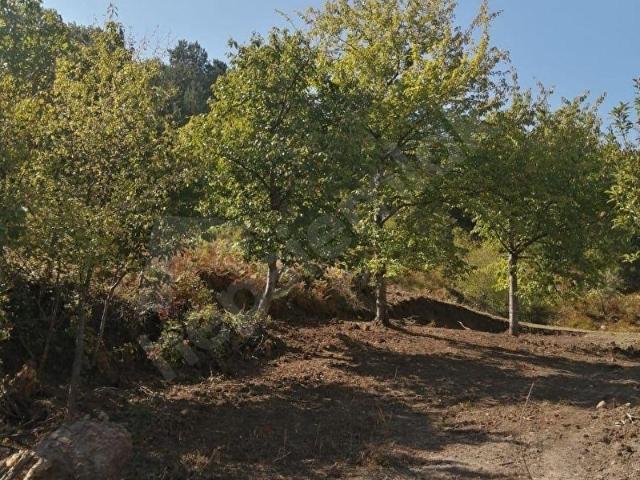 İZNİK SÜLEYMANİYE'DE İMAR SINIRINDA 5000m2 SATILIK ARAZİ
