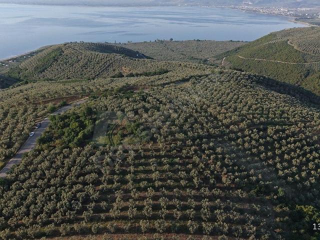 İznik Aydınlarda Zeytinlik 1.929 m Yatırımlık Tarla