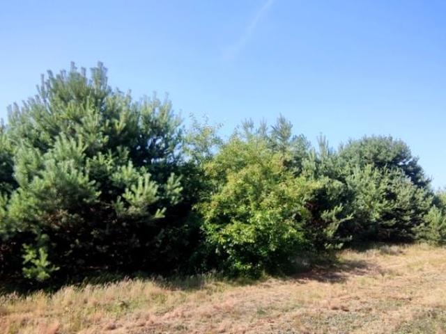 Ignacego Mościckiego 1 149 m², Lipków