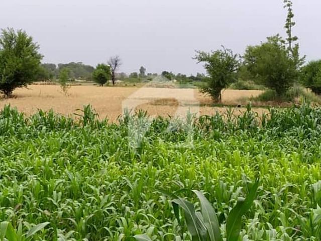 Ideal 15 Acre Fully Agriculture Land available For Sale at Samundri Near Samundri Road Faisalabad